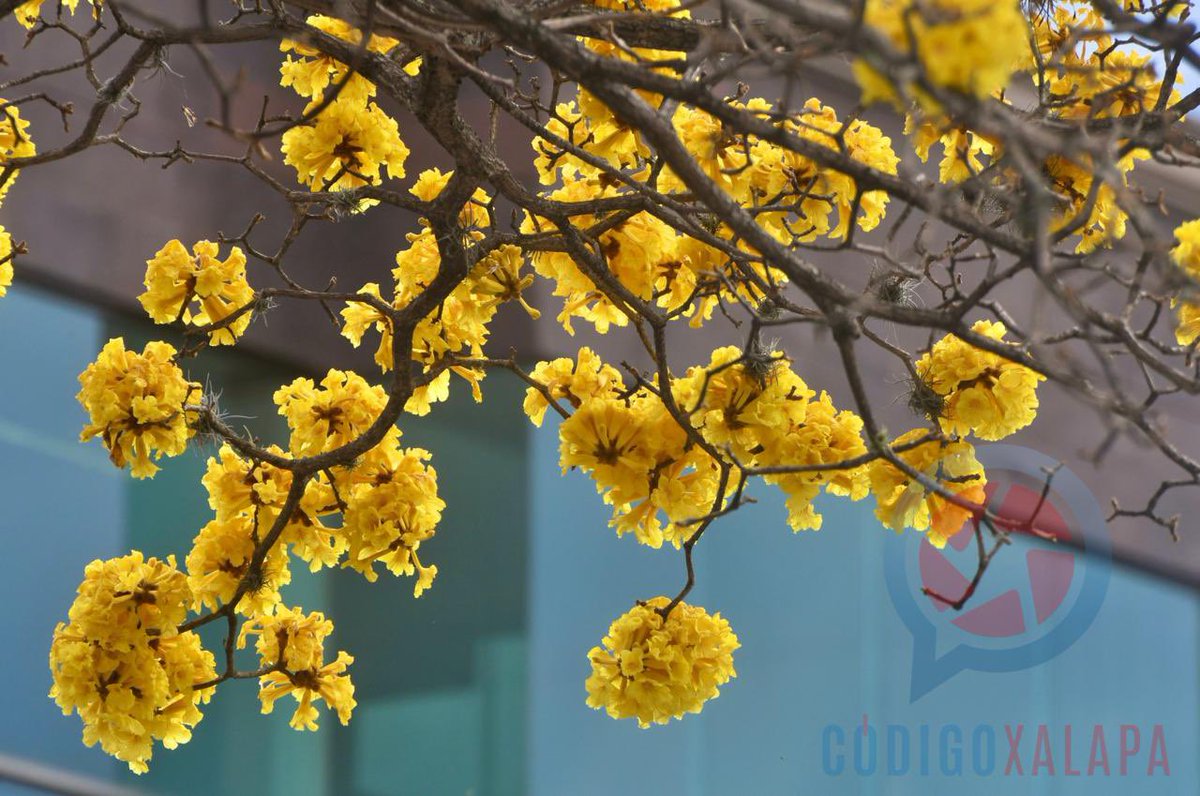 CódigoXalapa tweet media