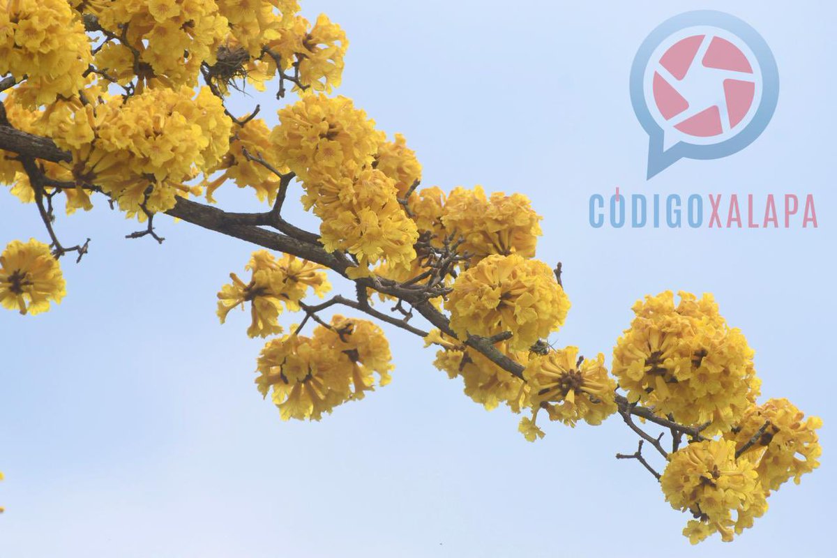 CódigoXalapa tweet media