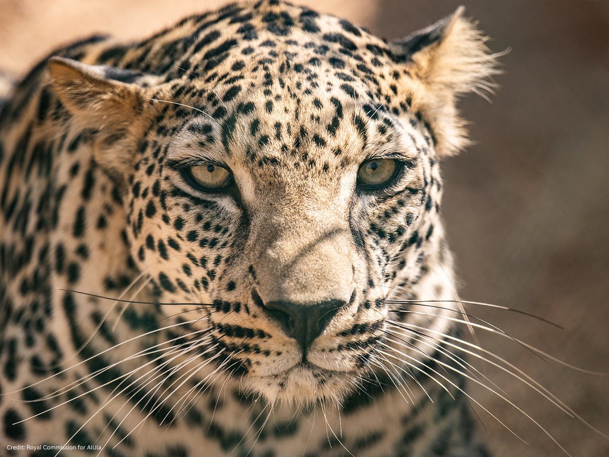 ourbigcats's tweet photo. Huge news for big cat conservation! 🎉 The world's rarest big cat, the Arabian leopard, is getting a massive boost with a $51.6M gift to the @NationalZoo!

A state-of-the-art habitat breaks ground this summer for these cats. Only ~120 remain in the wild. A monumental step! 🌍💛 https://t.co/lZGyxC6PHf
