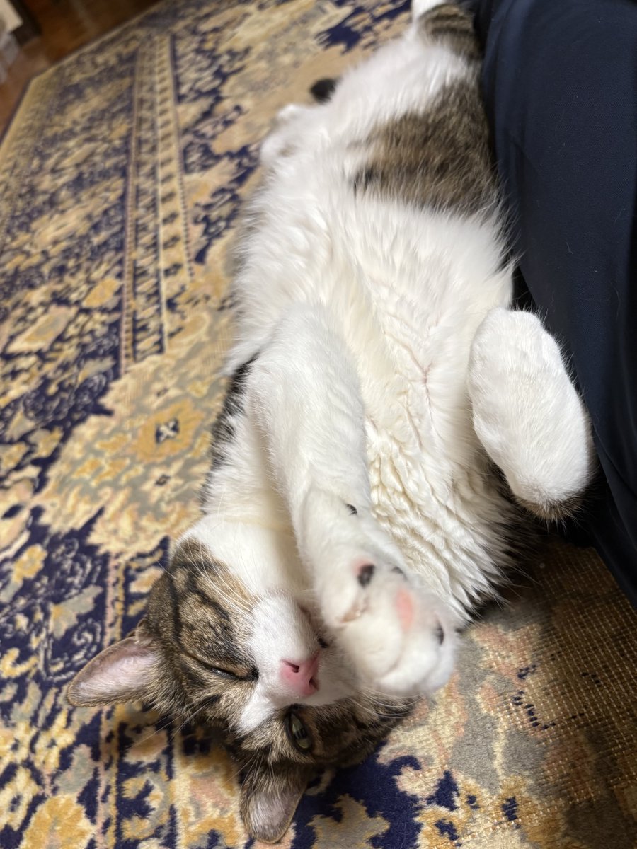 パリピア😻✨ tweet media