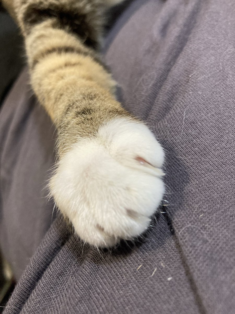 カマ🗻 tweet media