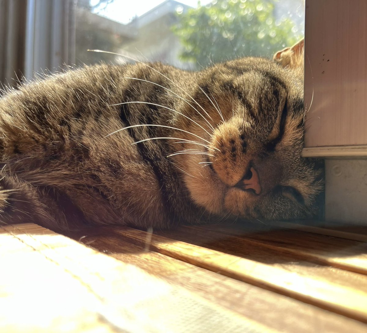 おひさまあったかい♪
#猫好きさんと繋がりたい
#キジトラ