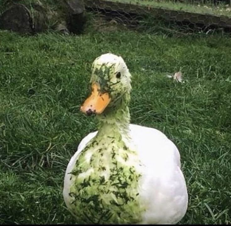 Mr. Mallard tweet media