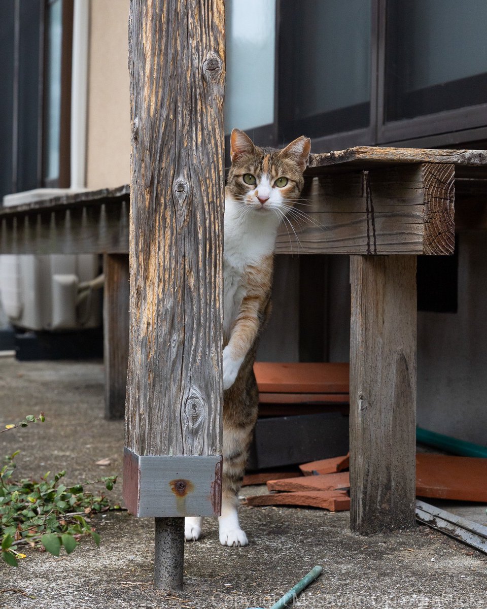 猫写真家 沖 昌之 (MASAYUKI OKI) tweet media