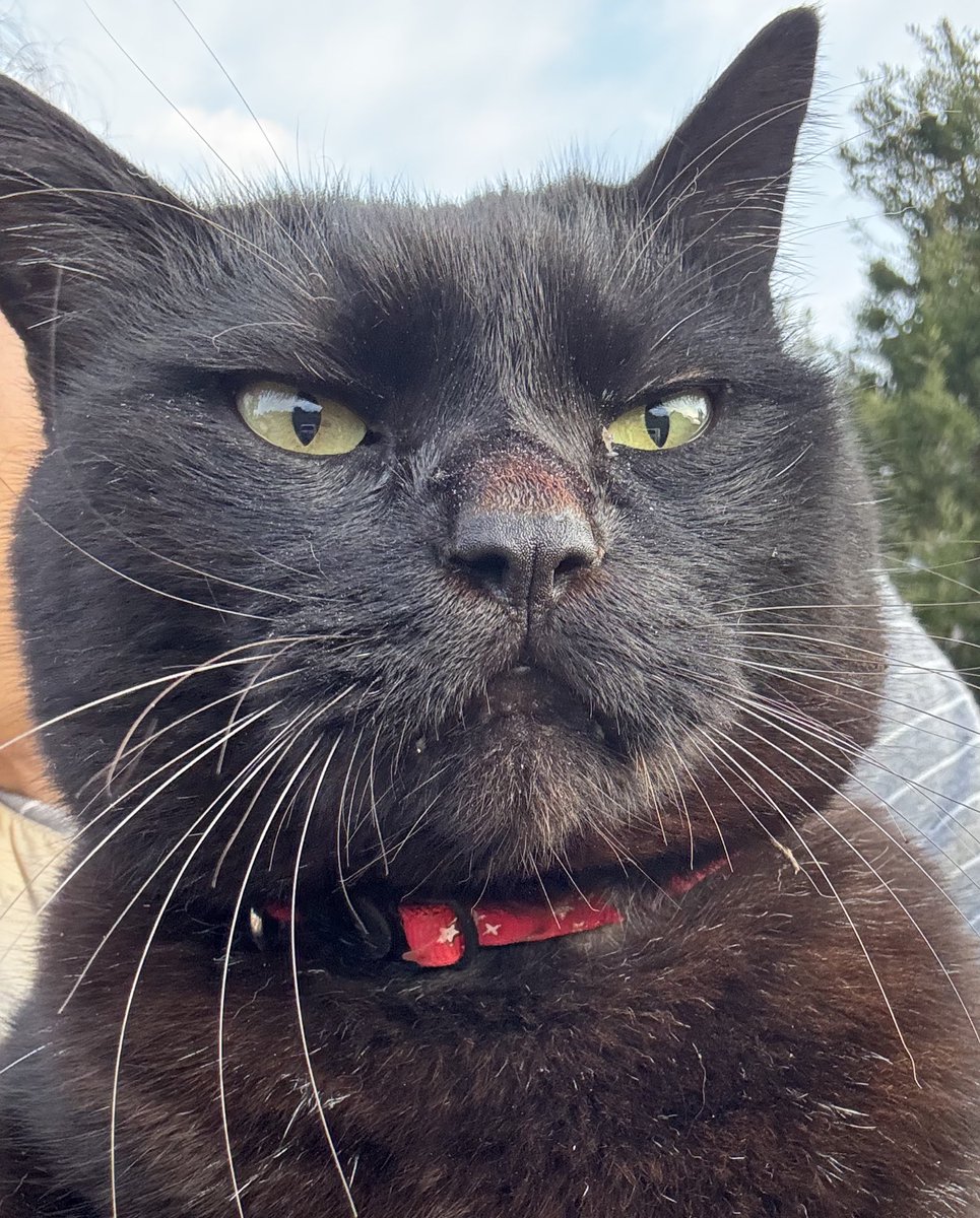 トラママ tweet media