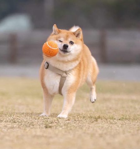 豆柴あさのん🐻🦊YouTubeも見てね👹 tweet media