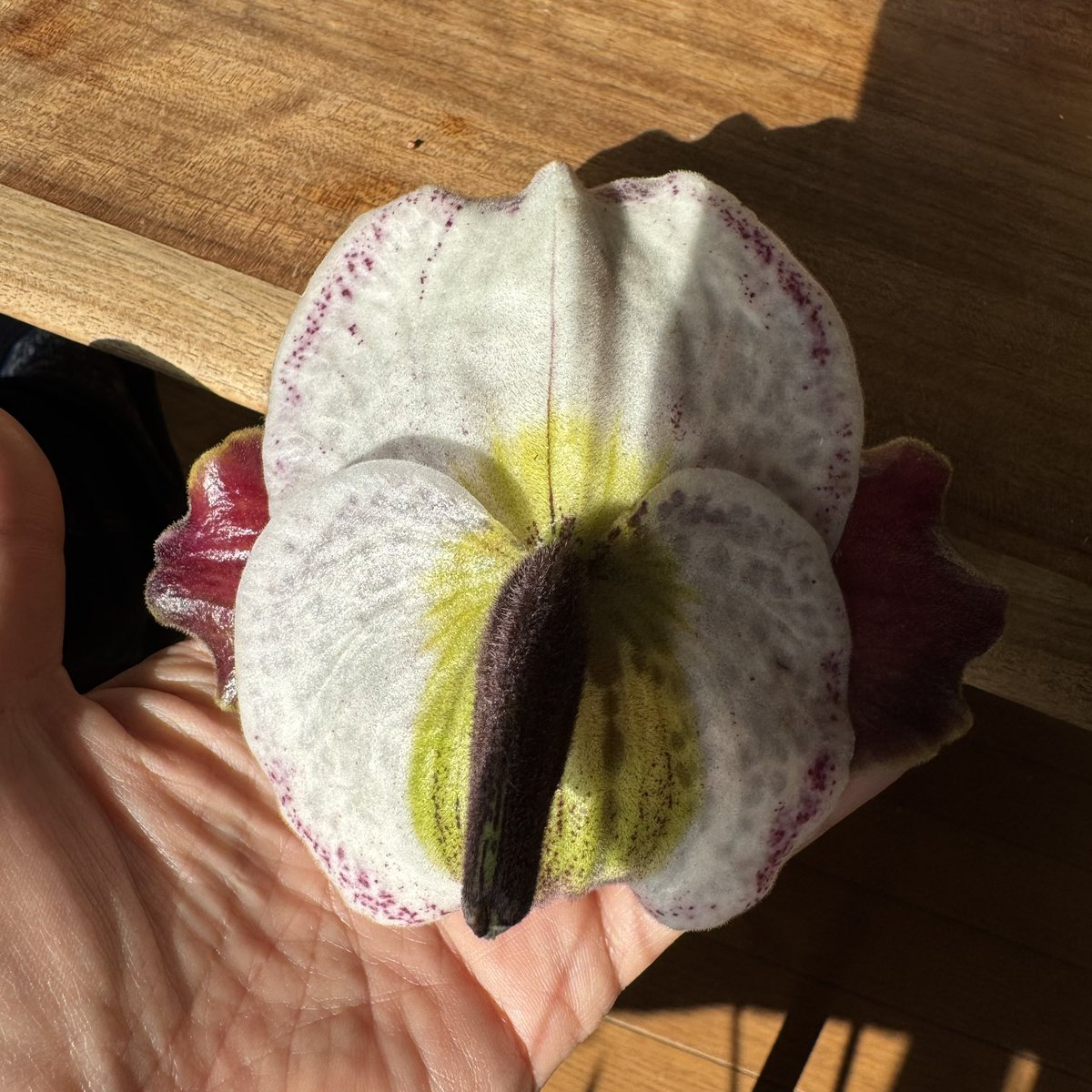 paphiofun tweet media