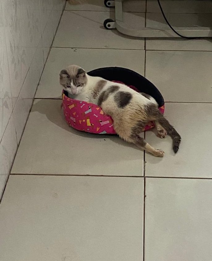 Projeto Jovens Pelas Patinhas tweet media