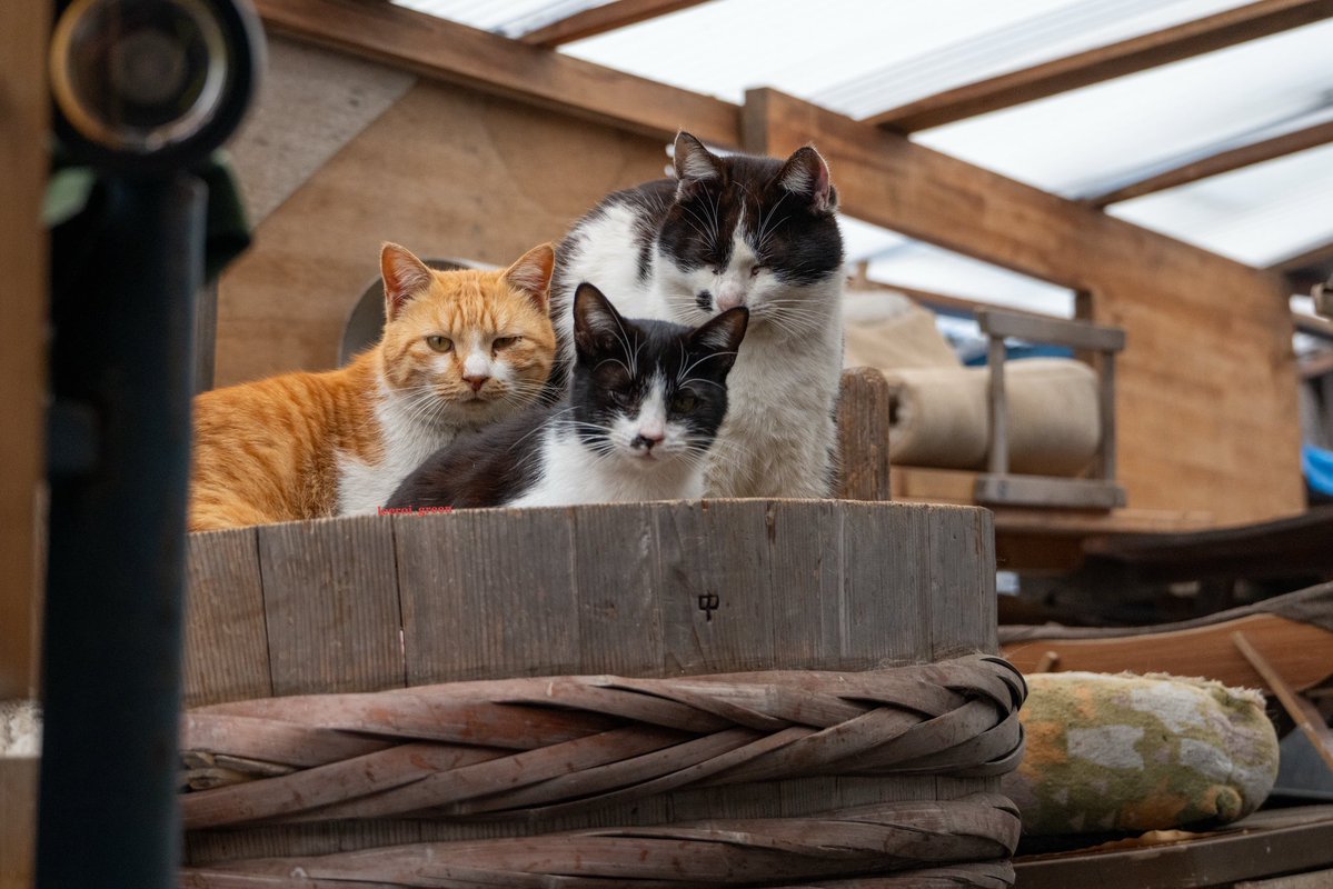 🐈りーろい🐈 tweet media