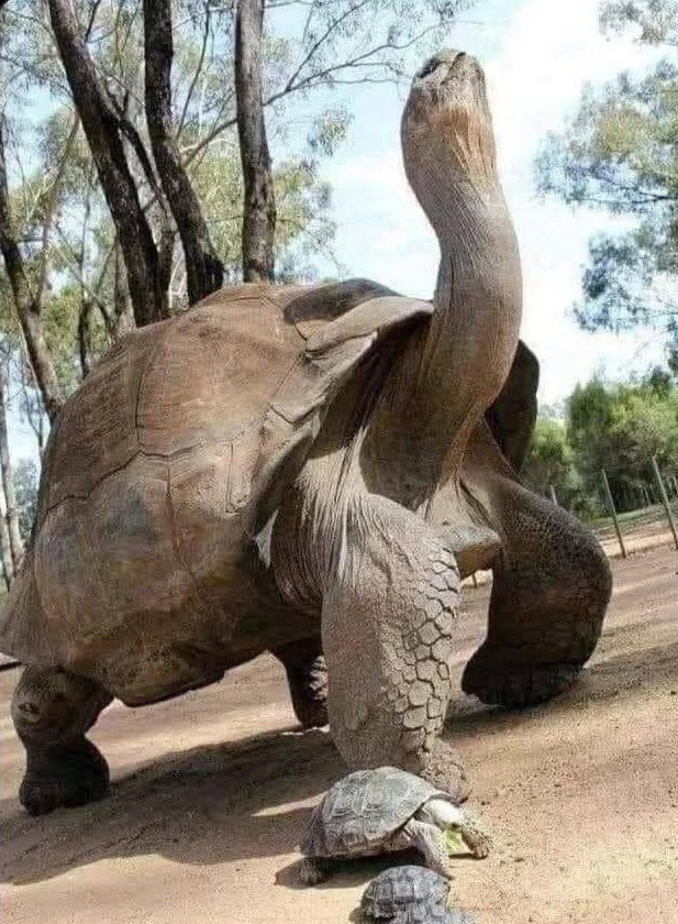 Jonathan The Tortoise (Worlds Oldest Animal) tweet media