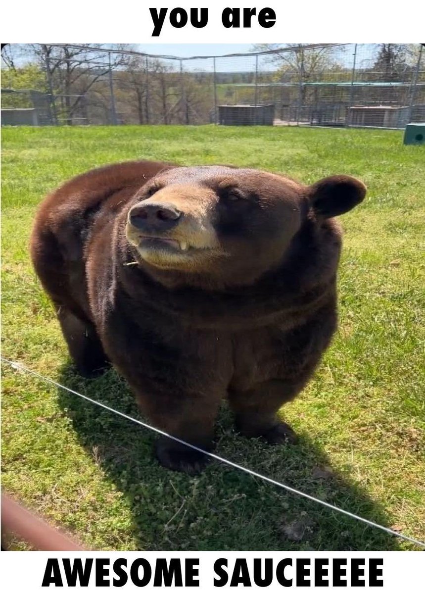 Eggroll 🐻‍❄️ tweet media