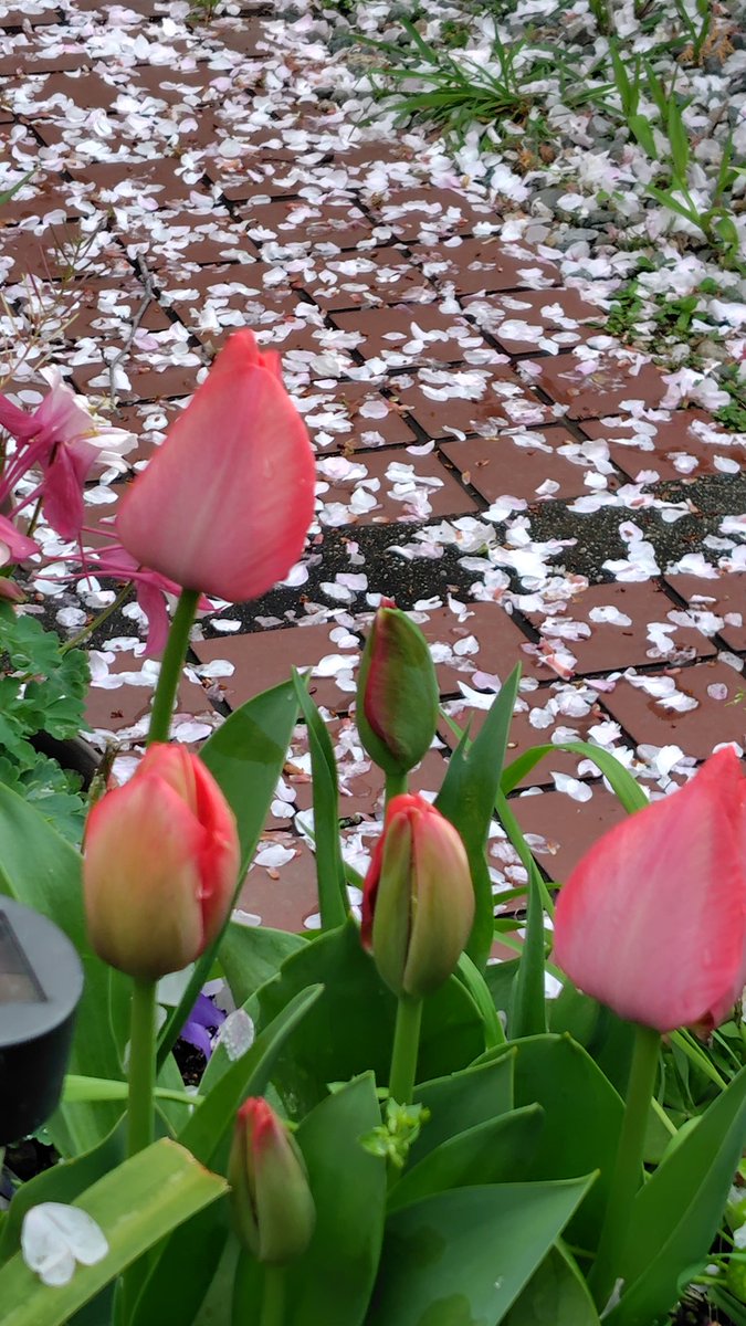 ふたごの父ちゃん【5031&6224DC】 tweet media