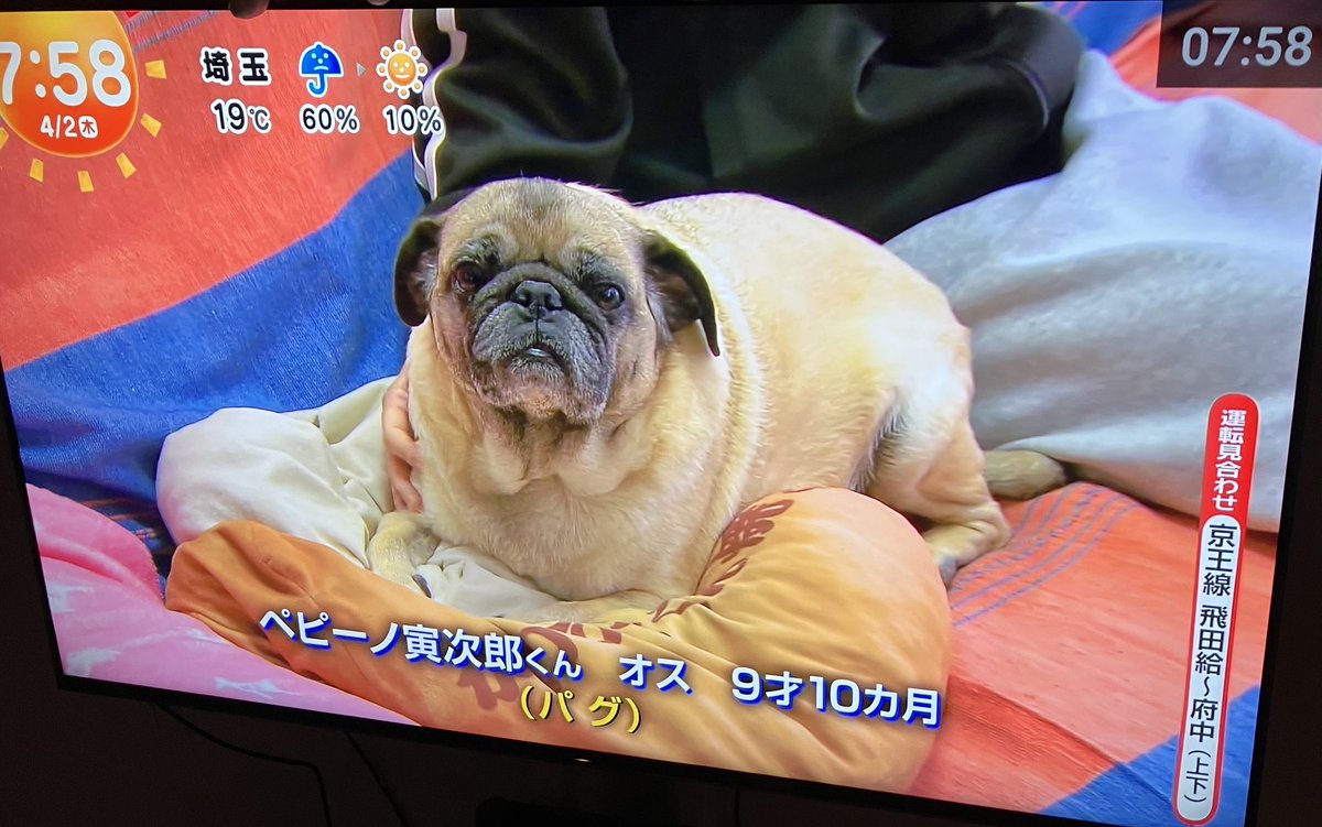 パグのうーぺー🥕 tweet media
