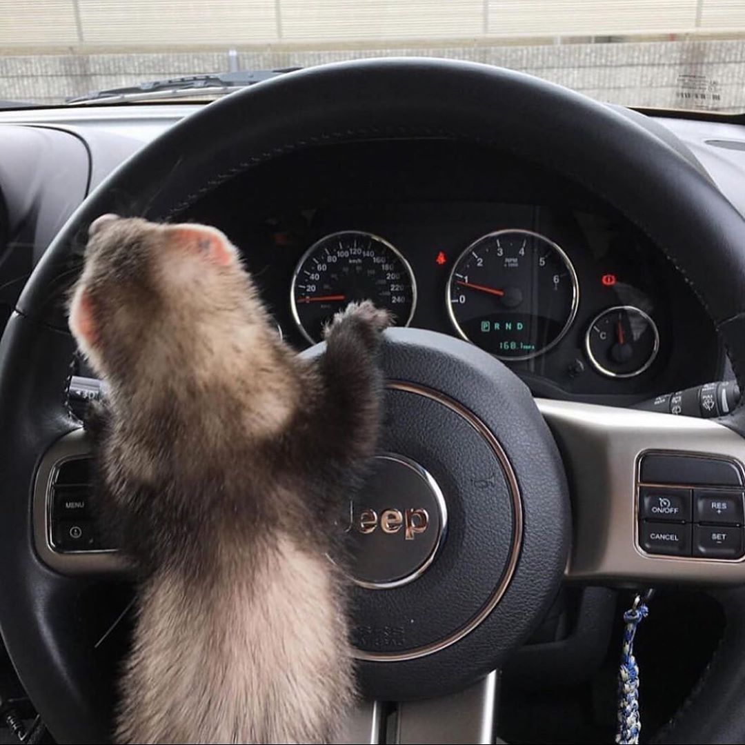 Ferret Every Hour tweet media