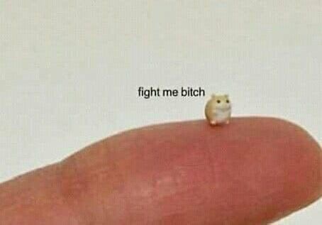 no context animals (@twperritos) on Twitter photo 