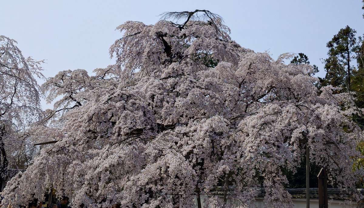 旅好きビジネスマン@葛飾 tweet media