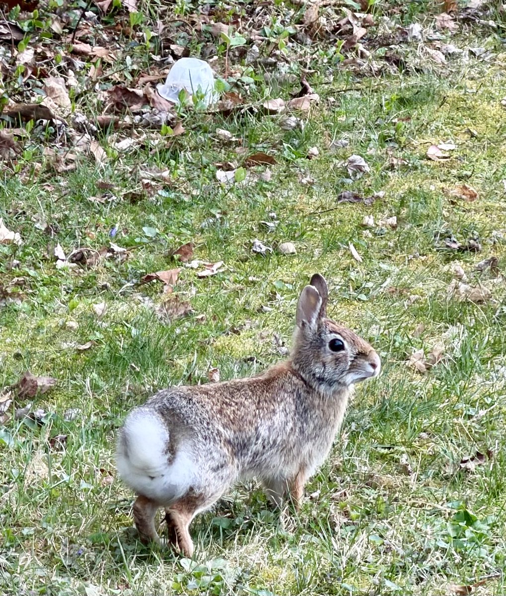 Salimander J. Mothman tweet media