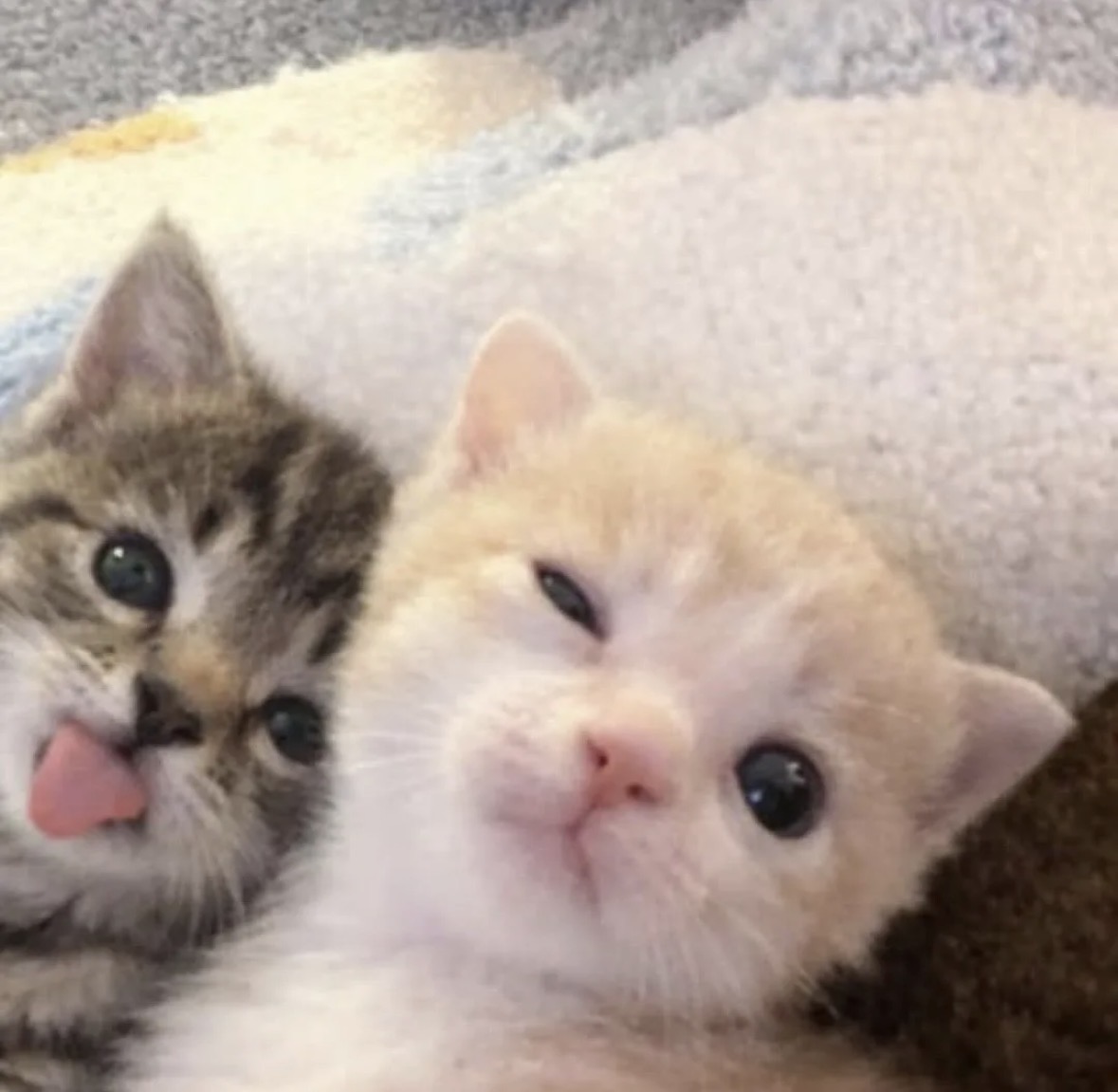 ͏ ͏ ͏ ͏ 𝒍𝒂𝒏𝒂 𝒓𝒐𝒎𝒂𝒏𝒐𝒇𝒇 tweet media