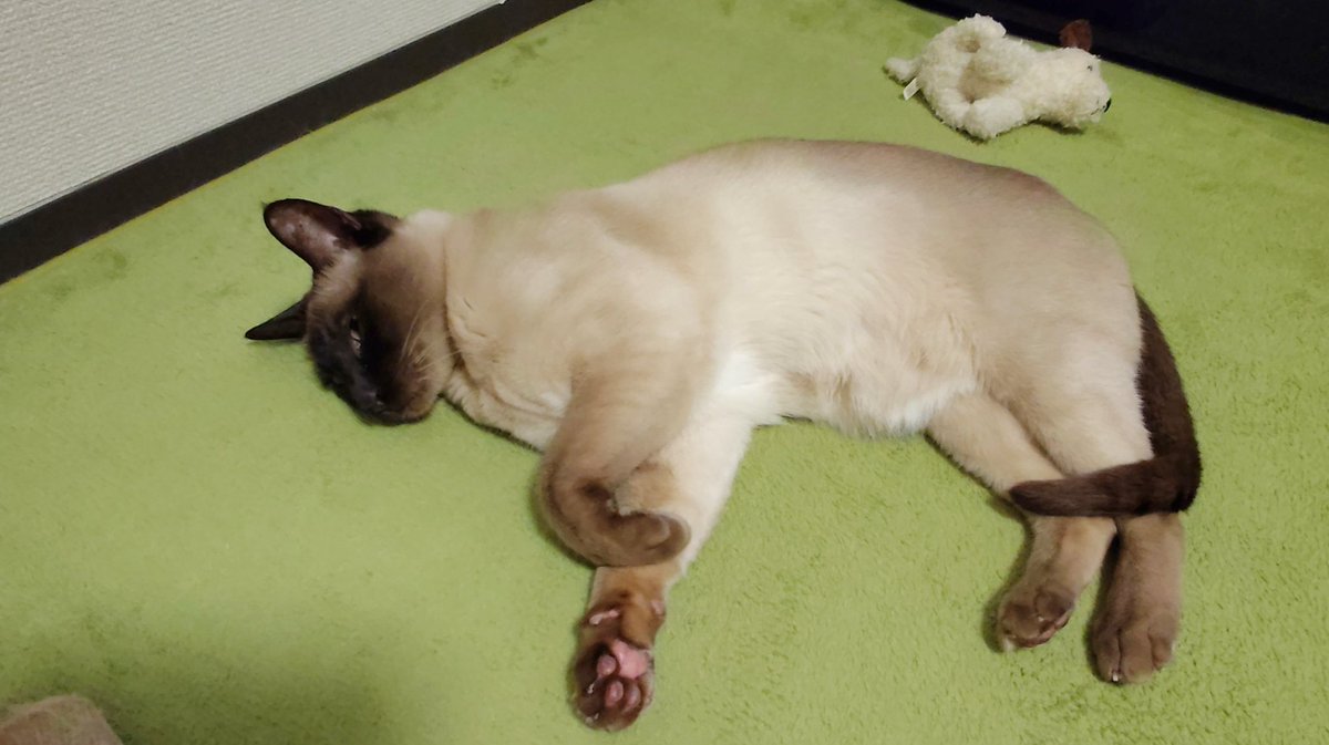 おはようございます🐾
昨晩のモチモチなキスケです。