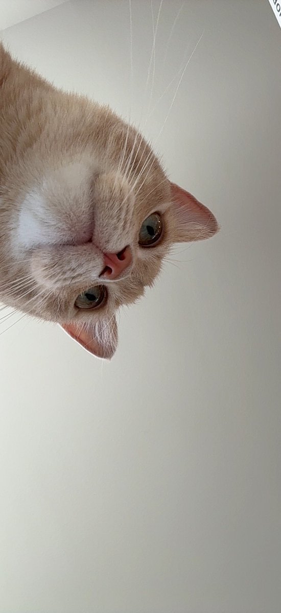 G2 JAWGEMO tweet media