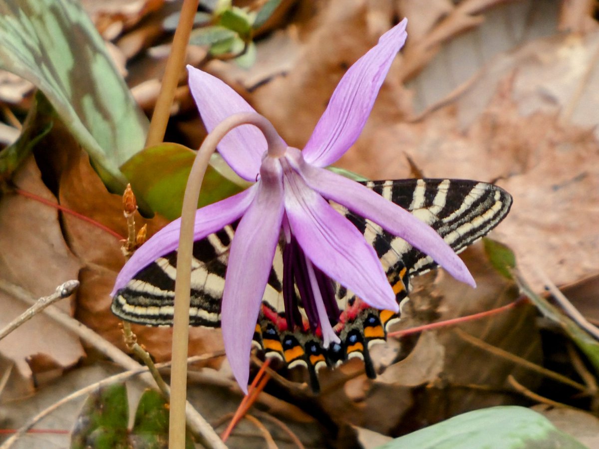 たけなかいさお tweet media