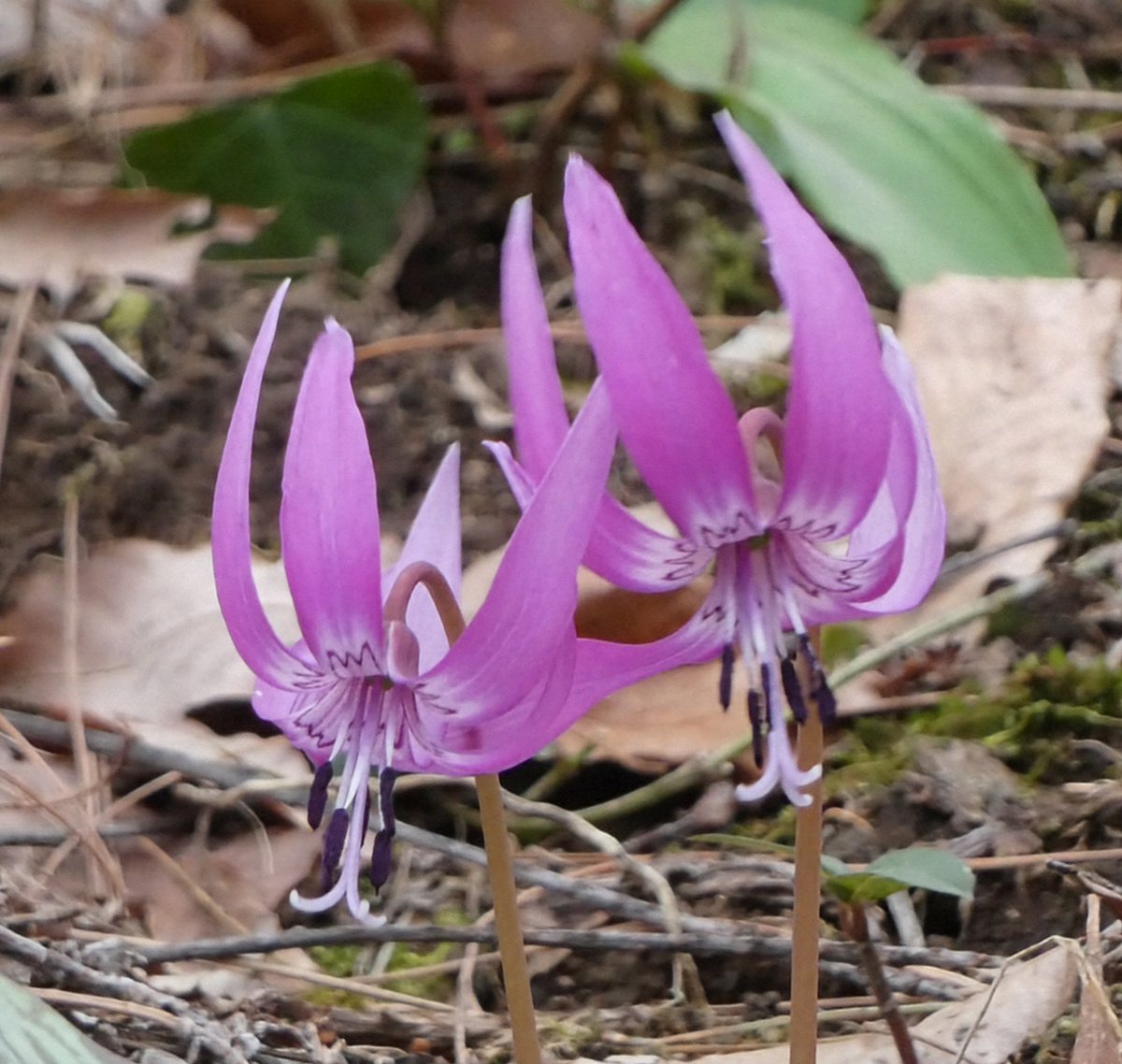 たけなかいさお tweet media