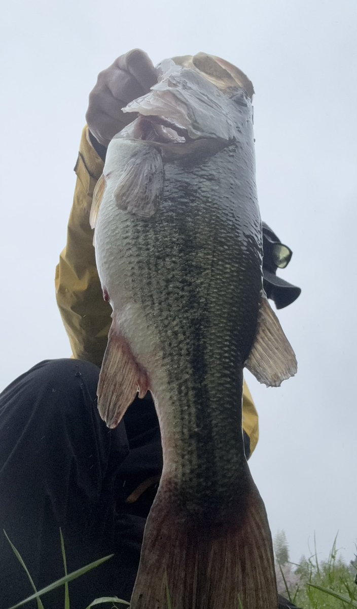 🪽🪽🪽 tweet media