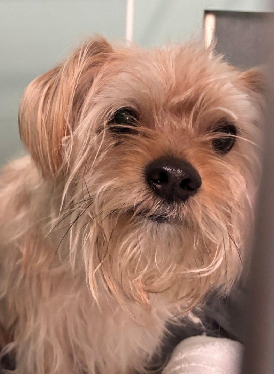 Little Paws NYC tweet media