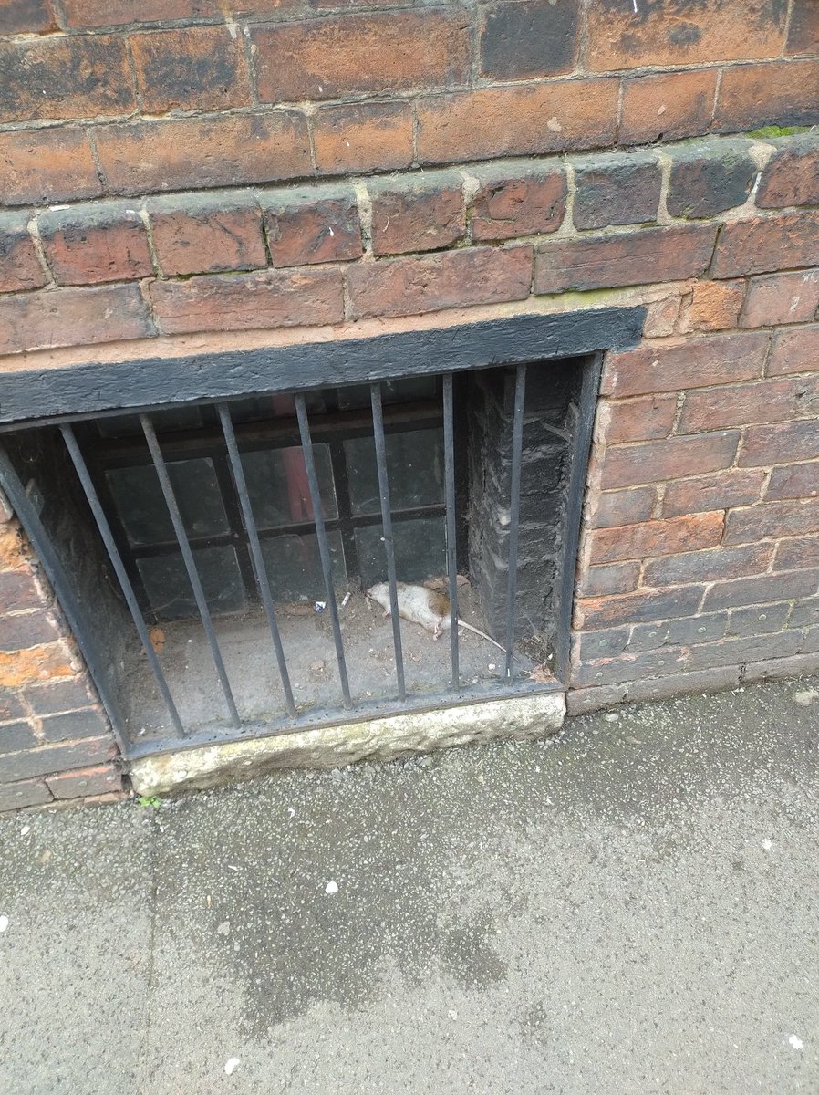 Why am I seeing so many dead rats around Walsall? <a href="/DirtyWalsall/">Dirty Walsall</a>