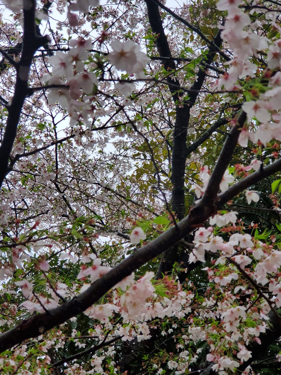 いちさん tweet media