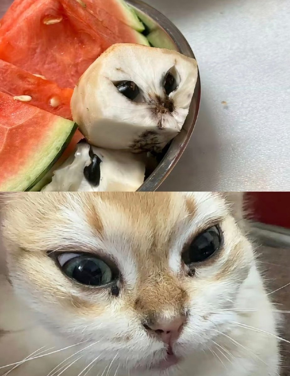 daily post tweet media