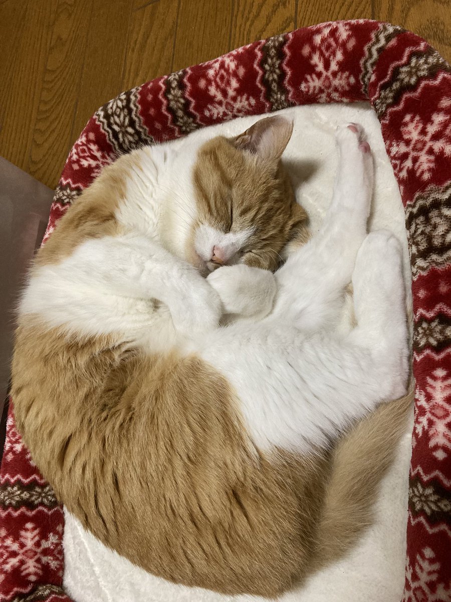 にくきゅう tweet media