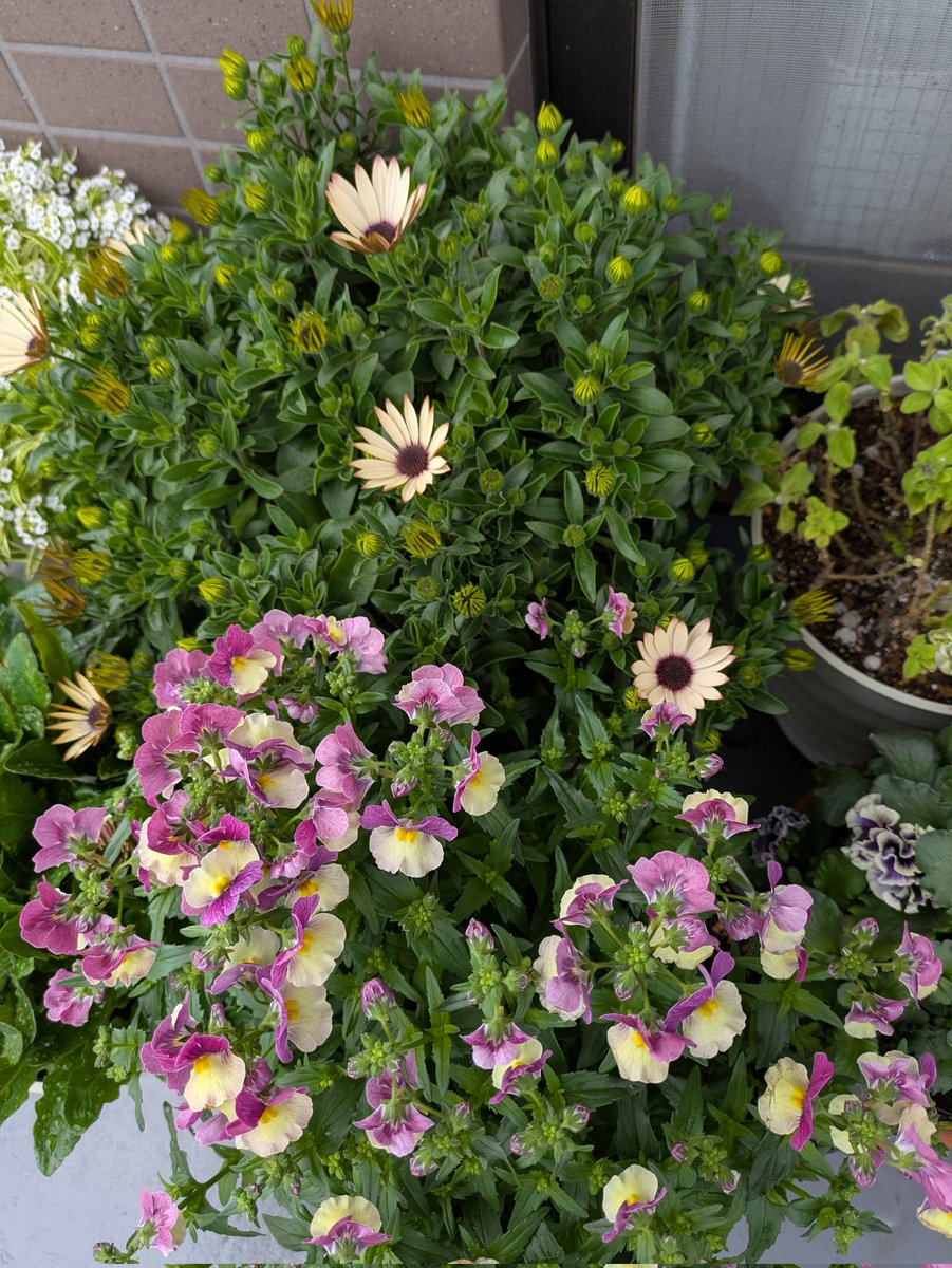 ももしょうえん🌸 tweet media