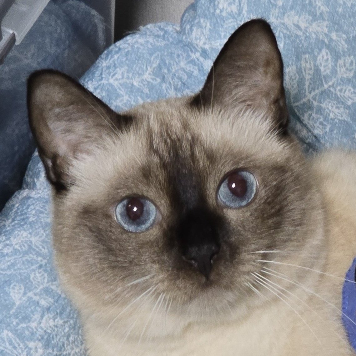 앵알이 tweet media