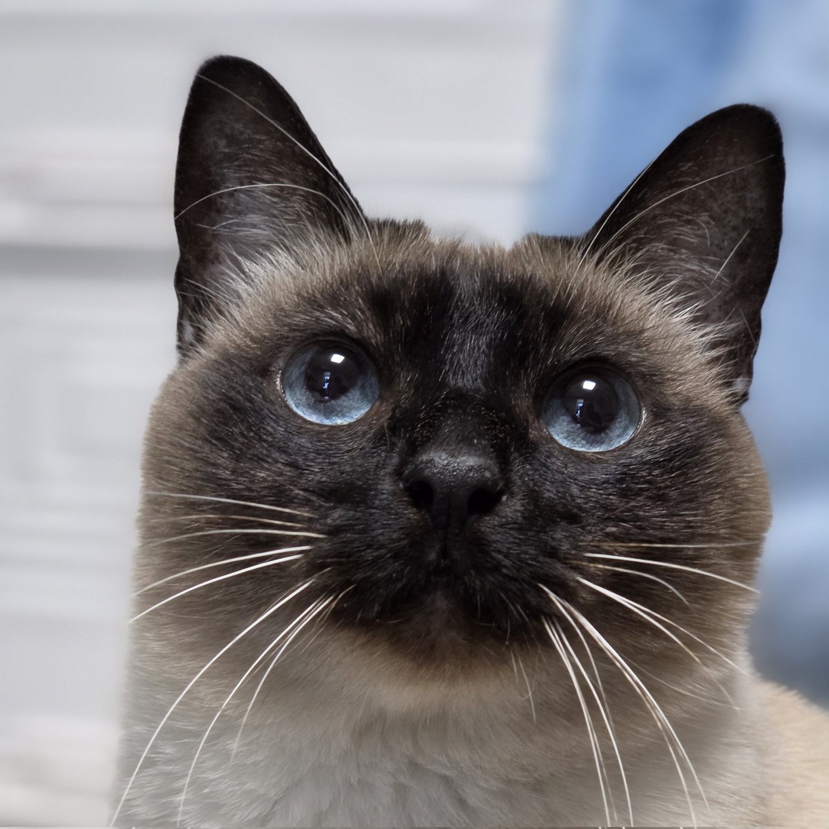 앵알이 tweet media