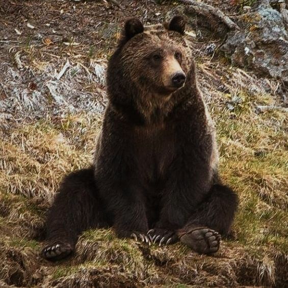 im gay for escarlana土 tweet media