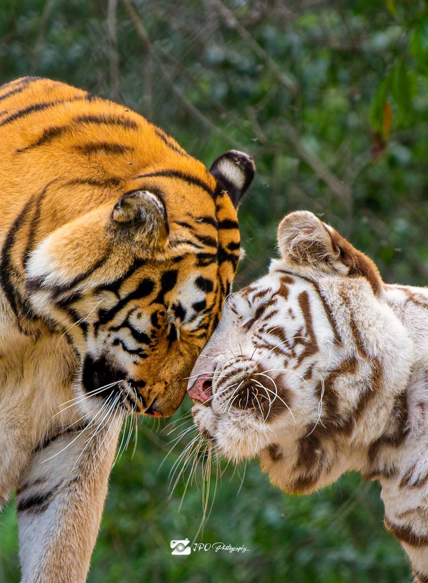 Jpo photography tweet media