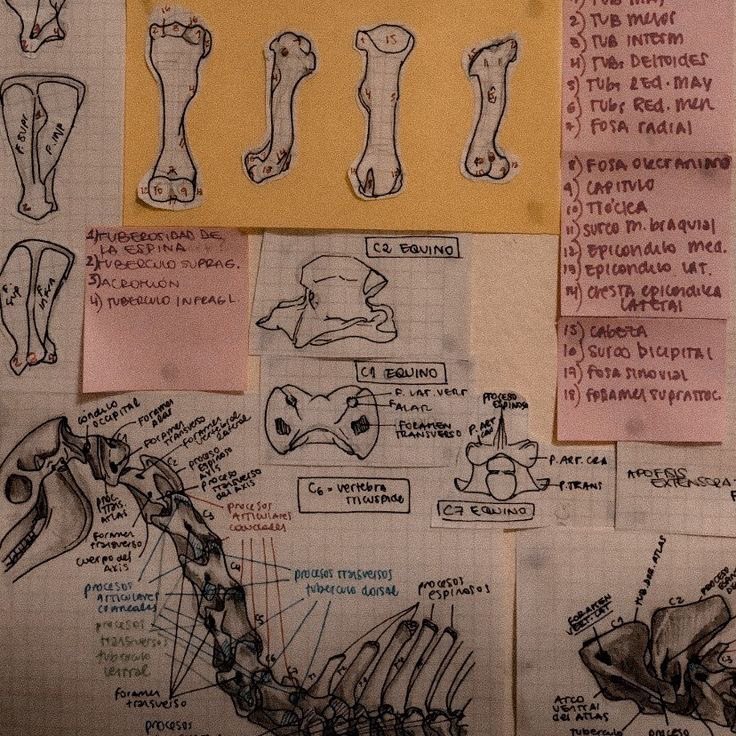𝕭𝖗𝖚𝖓𝖔 || the pitt spoilers tweet media