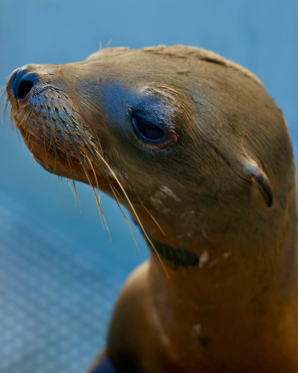 TMMC's tweet image. Don't be a fool! Put your #MarineMammal knowledge to the test 🤓

🔊 What is the loudest animal on Earth?
🚰 Do marine mammals drink water?
🦦 How many hairs per square inch does a sea otter have?

✅ your answers: bit.ly/440crn6

📷 Bill Hunnewell
#AprilFoolsDay #Trivia