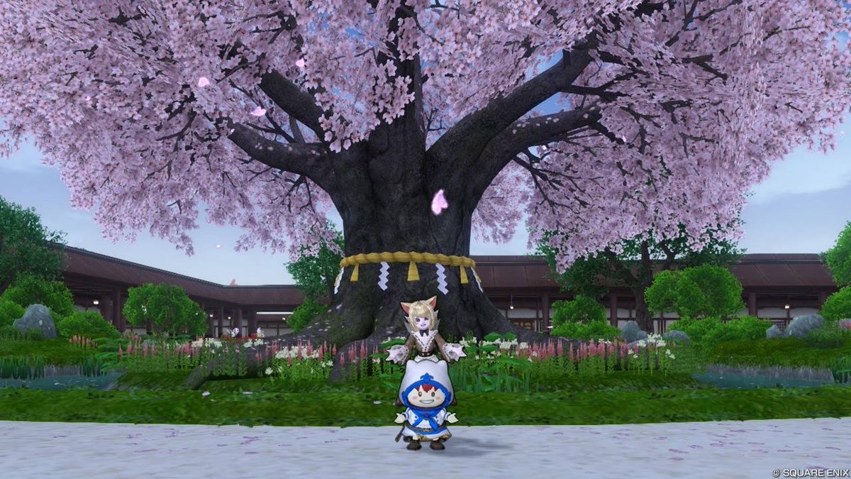 あほうどり(あお) tweet media