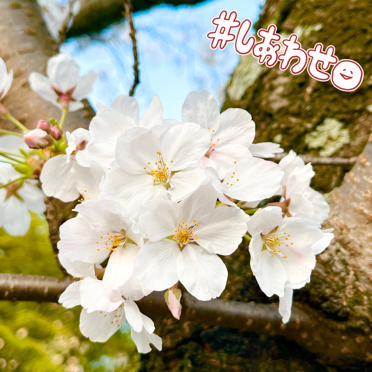 幸（さち）👒 tweet media