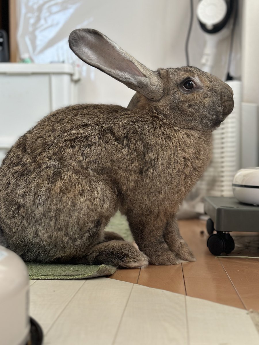 でかうさでかお@ウサギスキー🐇 tweet media