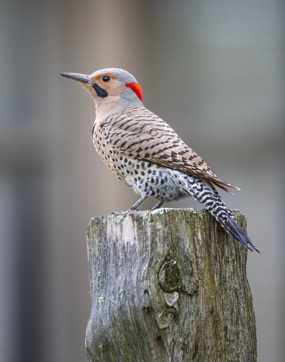 JocAPhotography's tweet image. A male Northern Flicker (yellow-shafted) pauses on a fence post before hopping back down into the grasses. Instead of hammering on wood, these birds prefer to dig in the dirt to look for ants.