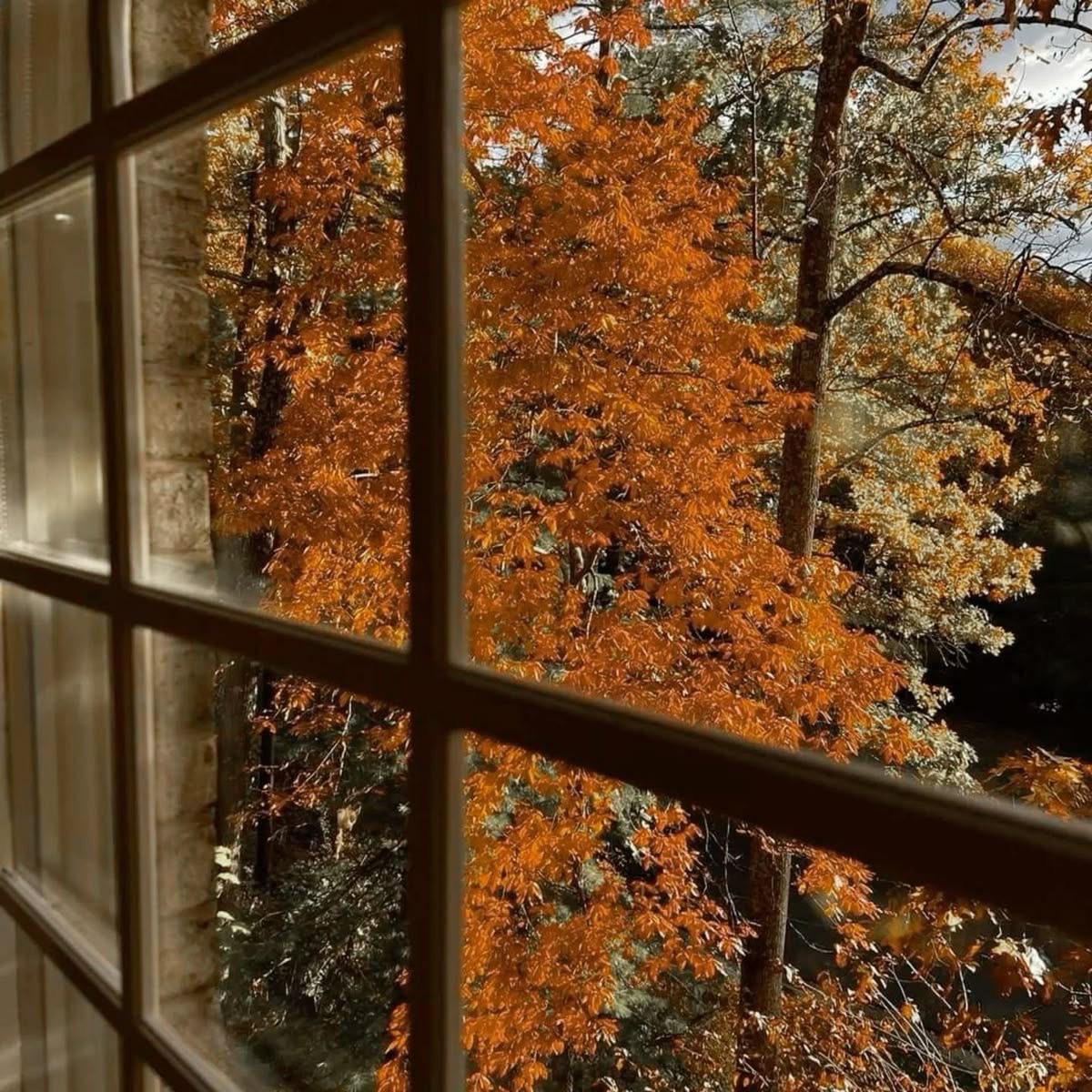 COZYVIBES tweet media