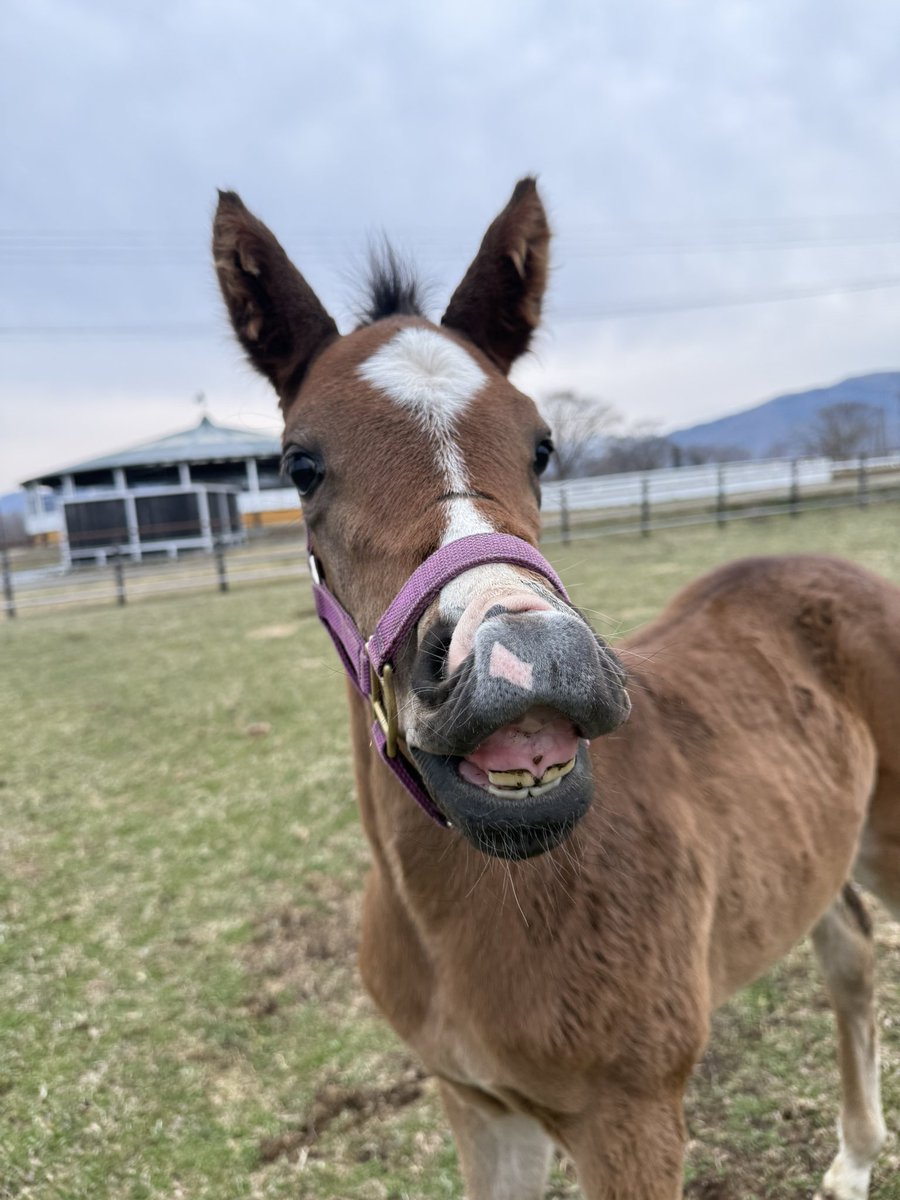 富菜牧場 tweet media