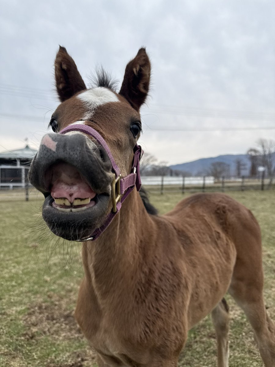 富菜牧場 tweet media