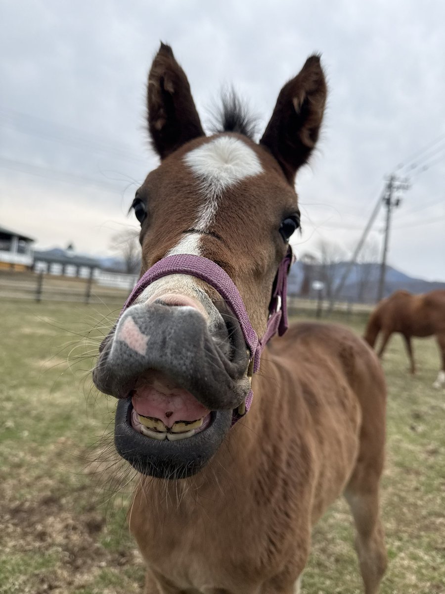 富菜牧場 tweet media