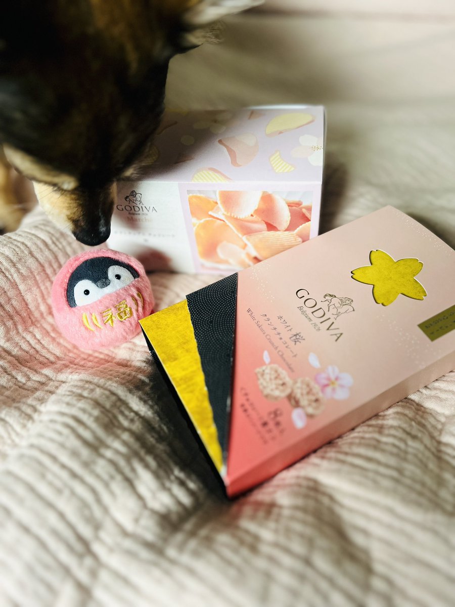 北米のかたすみコウペンちゃん tweet media