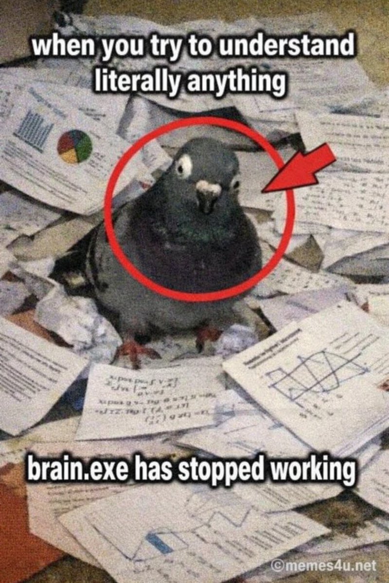 Savant.pigeon tweet media