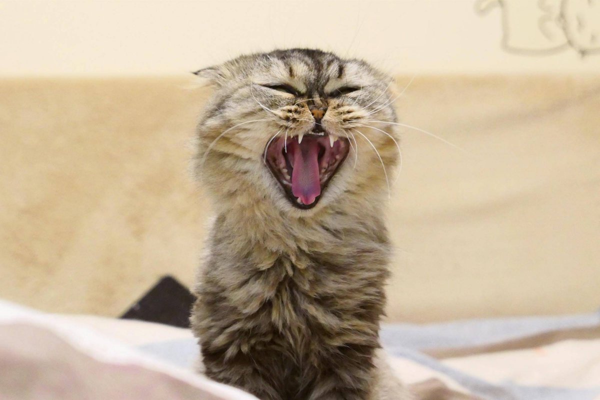 YOM136's tweet photo. Just 5 more minutes of scrolling cute cat videos… (boss’s footsteps fade in)  #OfficeVibes #SlayTheSlump https://t.co/HIcS9dkYmw